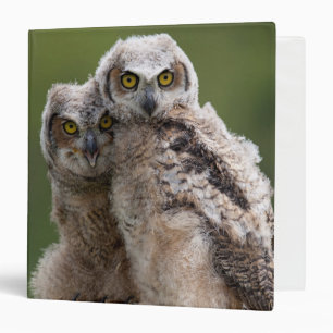 Two Baby Great Horned Owls 3 Ring Binder