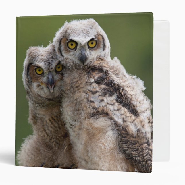 Two Baby Great Horned Owls 3 Ring Binder (Front/Inside)