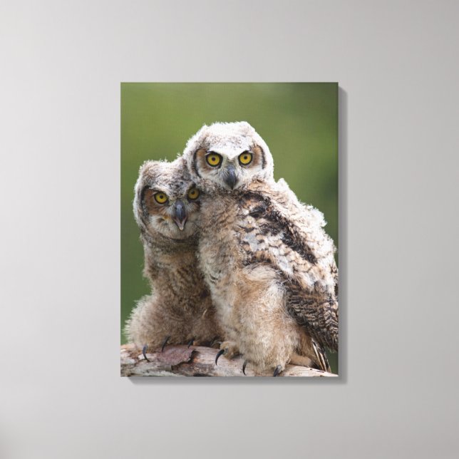 Two Baby Great Horned Owls Canvas Print (Front)
