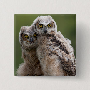 Two Baby Great Horned Owls Pinback Button