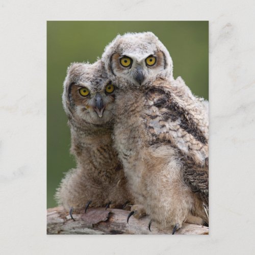Two Baby Great Horned Owls Postcard