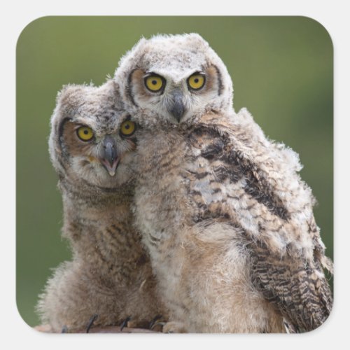 Two Baby Great Horned Owls Square Sticker