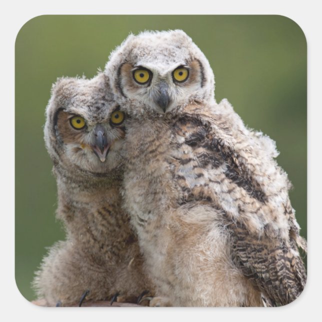 Two Baby Great Horned Owls Square Sticker (Front)