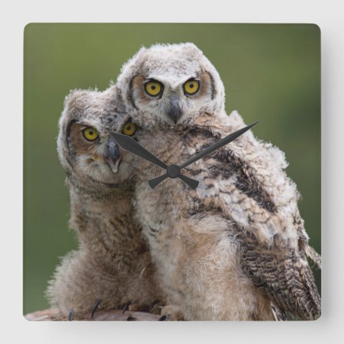 Two Baby Great Horned Owls Square Wall Clock