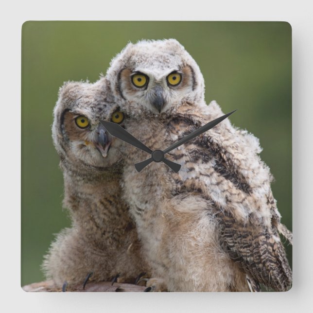 Two Baby Great Horned Owls Square Wall Clock (Front)