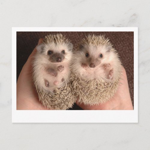 Two Baby Hedgehogs Postcard