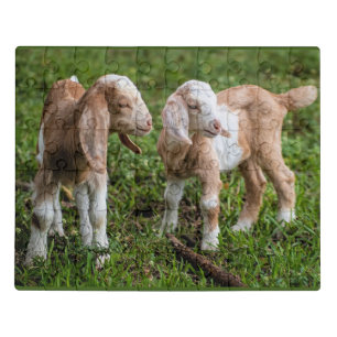 Two Baby Mountain Goats Jigsaw Puzzle