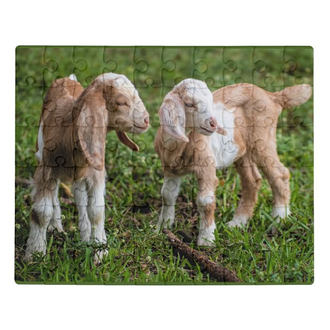 Two Baby Mountain Goats Jigsaw Puzzle (Puzzle Horizontal)
