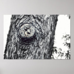Two Baby Squirrels Peeking Out Wildlife Photo Poster