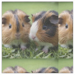 Two Baby Tortoiseshell Guinea Pigs, Fabric