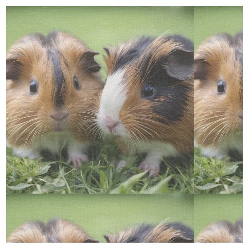 Two Baby Tortoiseshell Guinea Pigs, Fabric
