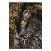 Two Baby Tree Swallows (Front)