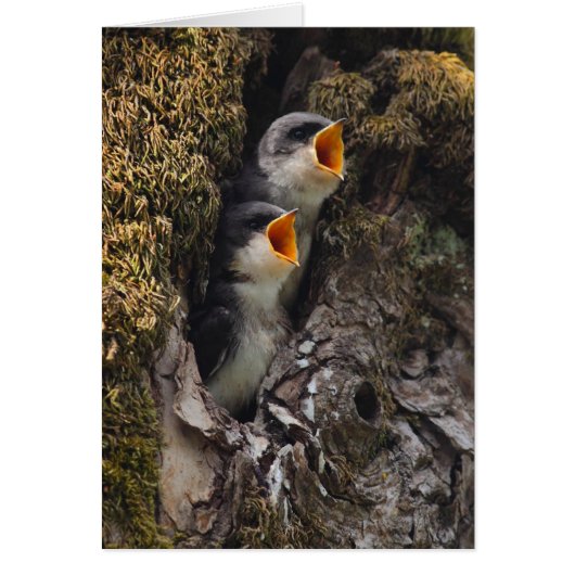 Two Baby Tree Swallows (Front)