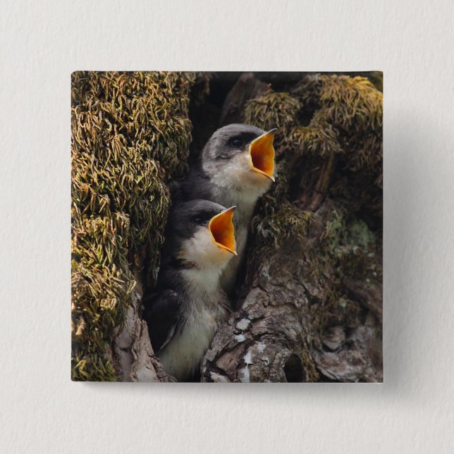 Two Baby Tree Swallows Button (Front)