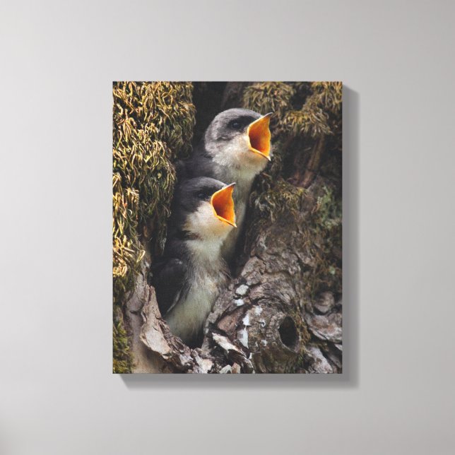 Two Baby Tree Swallows Canvas Print (Front)