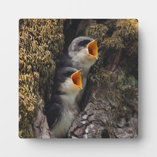 Two Baby Tree Swallows Plaque (Front)