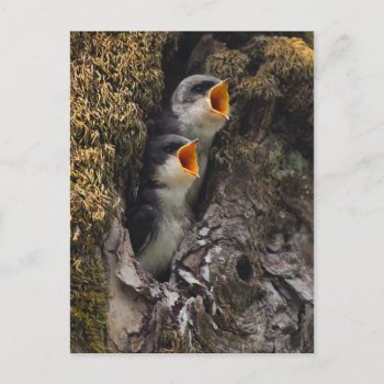 Two Baby Tree Swallows Postcard by cutestbabyanimals at Zazzle