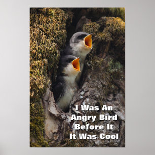 Two Baby Tree Swallows Poster
