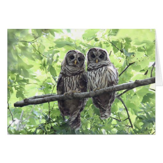 Two Barred Owls Cards (Front Horizontal)