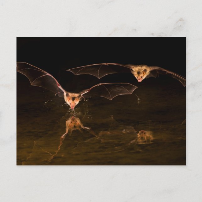 Two bats flying over water, Arizona Postcard (Front)