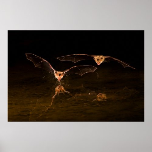 Two bats flying over water Arizona Poster