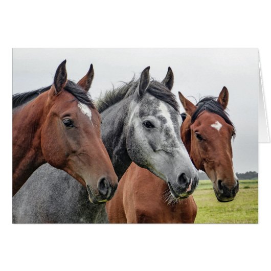 Two Bays and a Gray, Three Horses in a Row Cards (Front Horizontal)