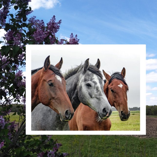 Two Bays and a Gray, Three Horses in a Row Postcard (Creator Uploaded)