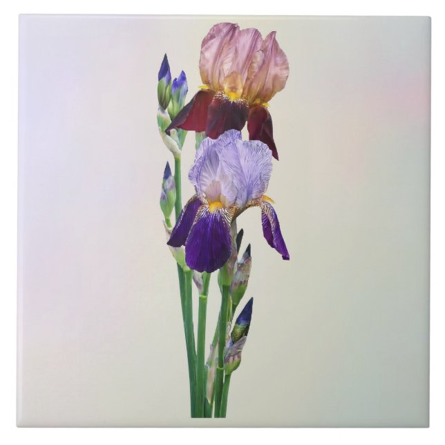 Two Bearded Irises One Maroon One Purple Ceramic Tile (Front)