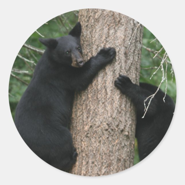 two bears in a tree classic round sticker (Front)