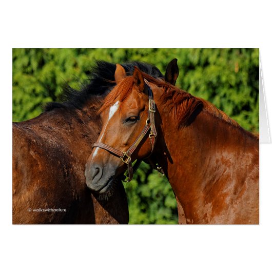 Two Beautiful Chestnut Horses in the Sun Cards (Front Horizontal)