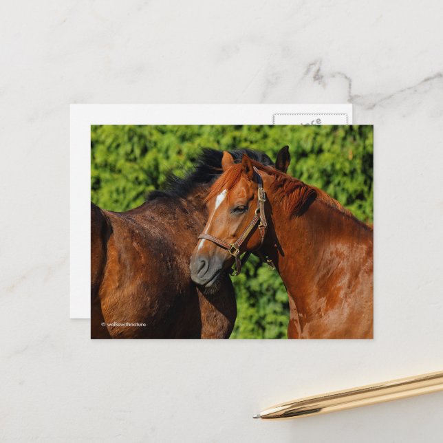 Two Beautiful Chestnut Horses in the Sun Postcard (Front/Back In Situ)