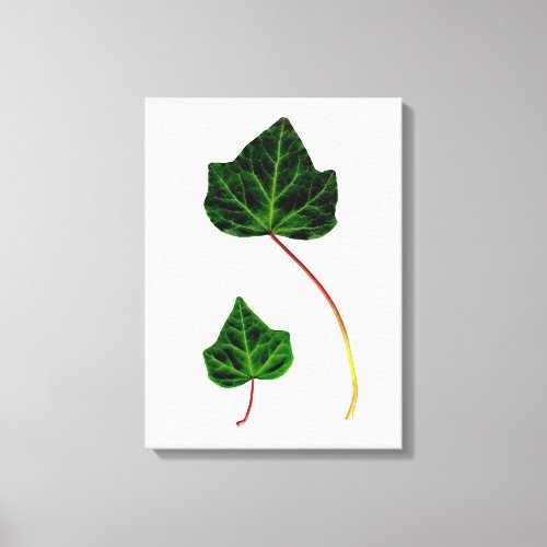 Two Beautiful Green Ivy Leaves Canvas Print