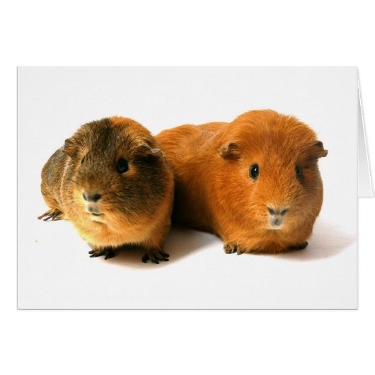 two beautiful guinea pig cards (Front Horizontal)