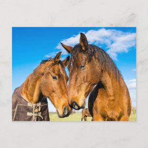 Two Beautiful Horses  Postcard
