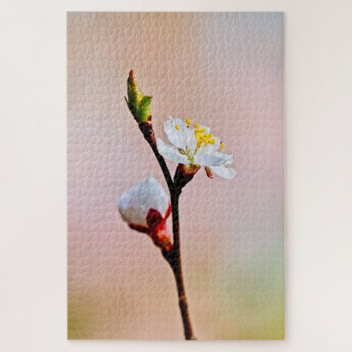 Two Beautiful Japanese Apricot Flowers Jigsaw Puzzle