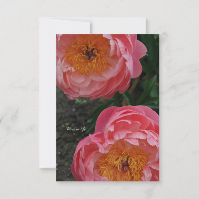 Two Beautiful Pink Peonies Note Card (Front)