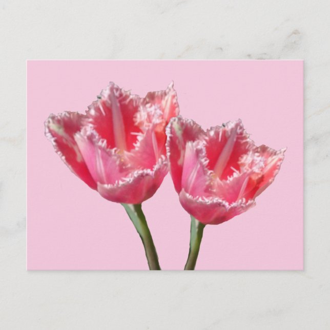 Two Beautiful Pink Tulips Cust. BG DIY Postcard (Front)