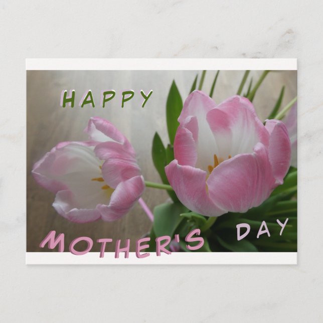 Two Beautiful Pink Tulips Mother's Day Postcard (Front)