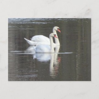 Two beautiful Swans DIY Postcard