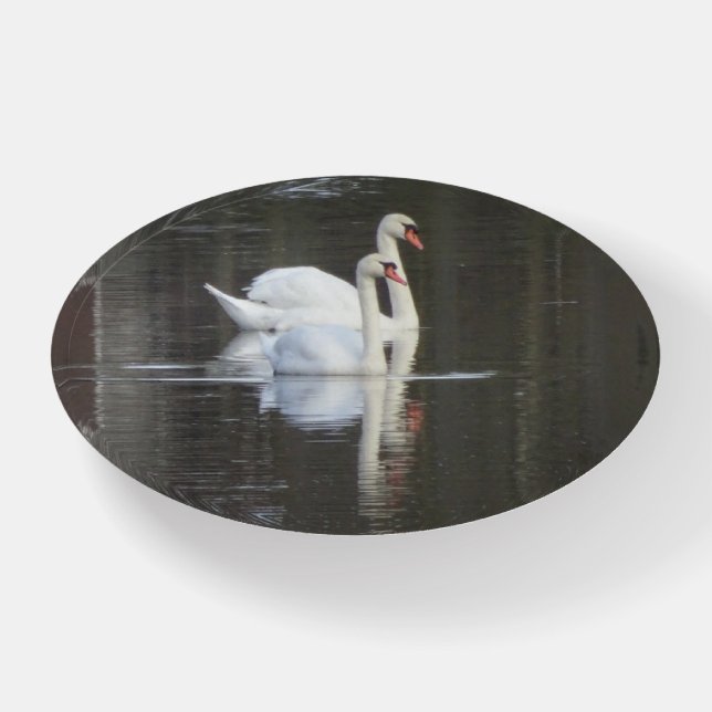 Two beautiful Swans Paperweight (Front)