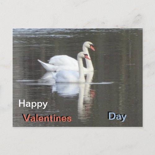 Two beautiful Swans Valentines Postcard