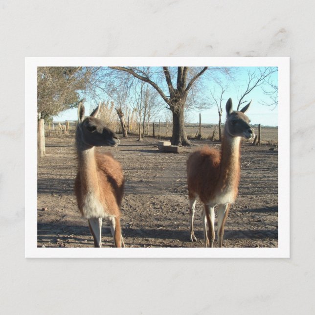 two beautiful vicuñas postcard (Front)