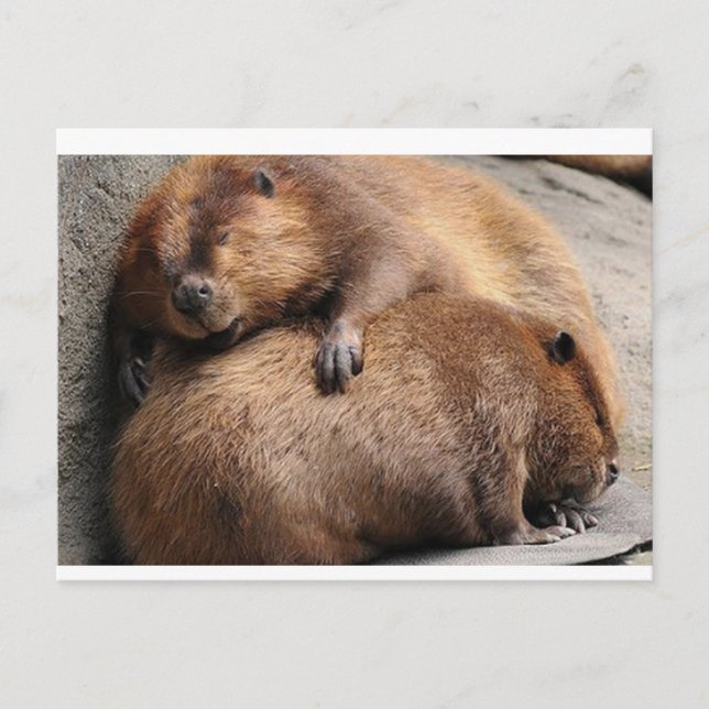 Two beaver Sleeping Together Postcard (Front)