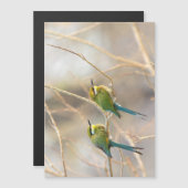 Two Bee-eaters (Front/Back)