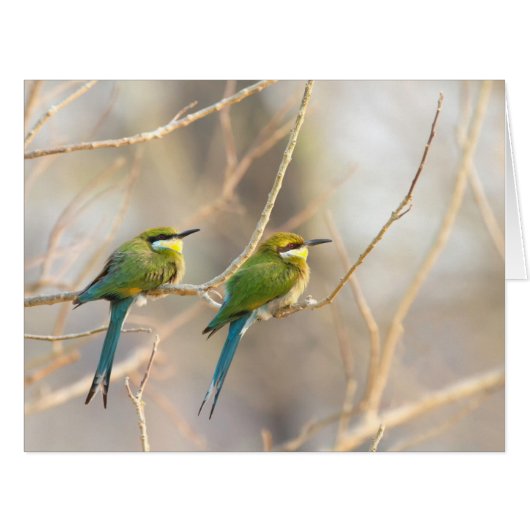 Two Bee-eaters Cards (Front Horizontal)