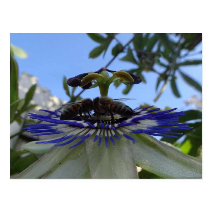 Two Bees on Passion Flower DIY Postcard