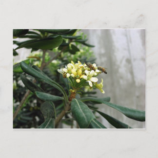Two Bees Postcard