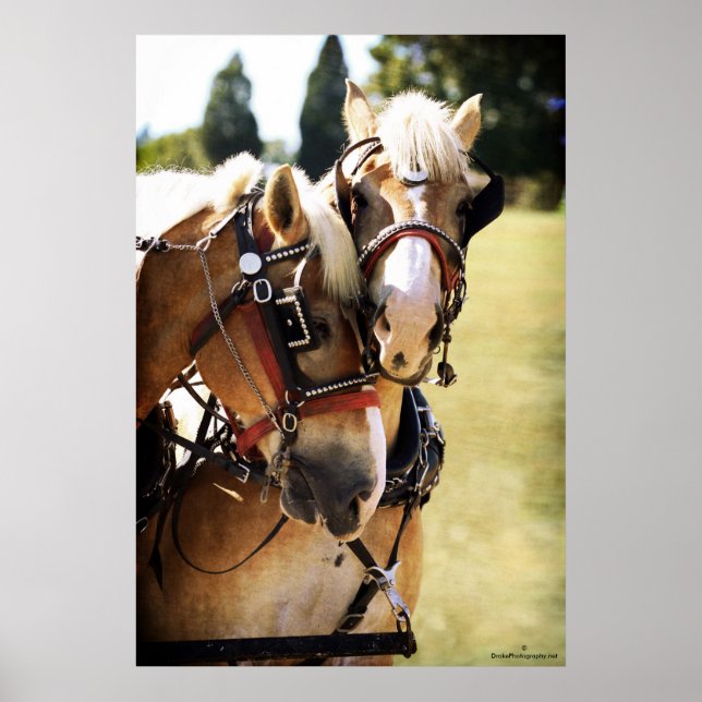 Two Belgian Draft Horses Poster (Front)