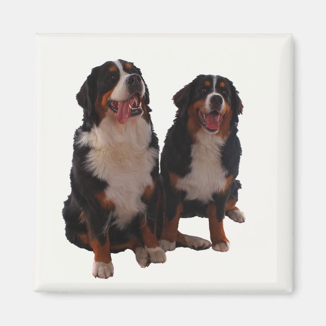 Two bernese magnet (Front)