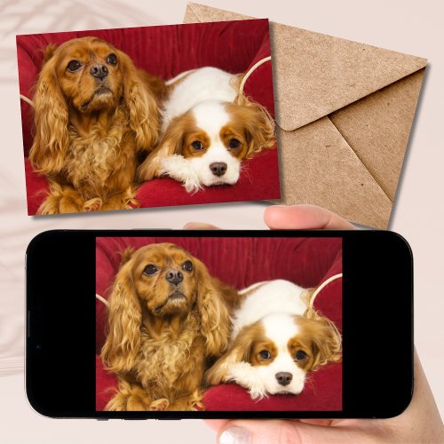 Two Best Friends CKCS Ruby And Blenheim Card